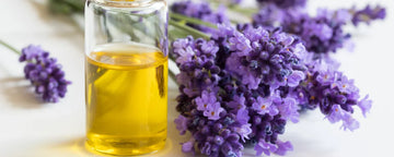 lavender olie
